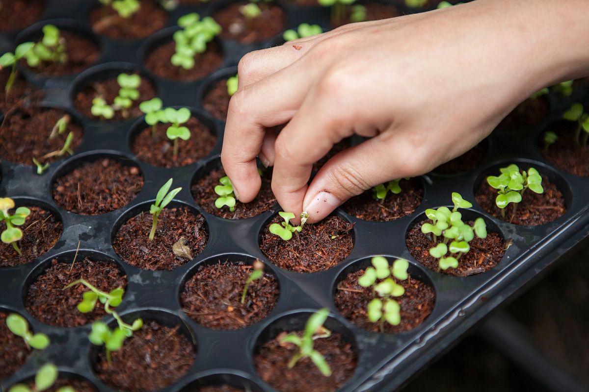 A hand planting seedlings into a nursery tray