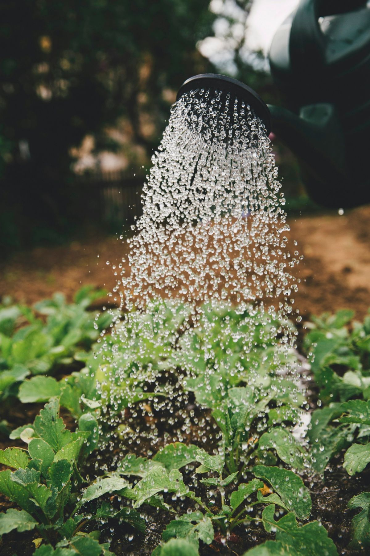 Sprinkler watering young plants