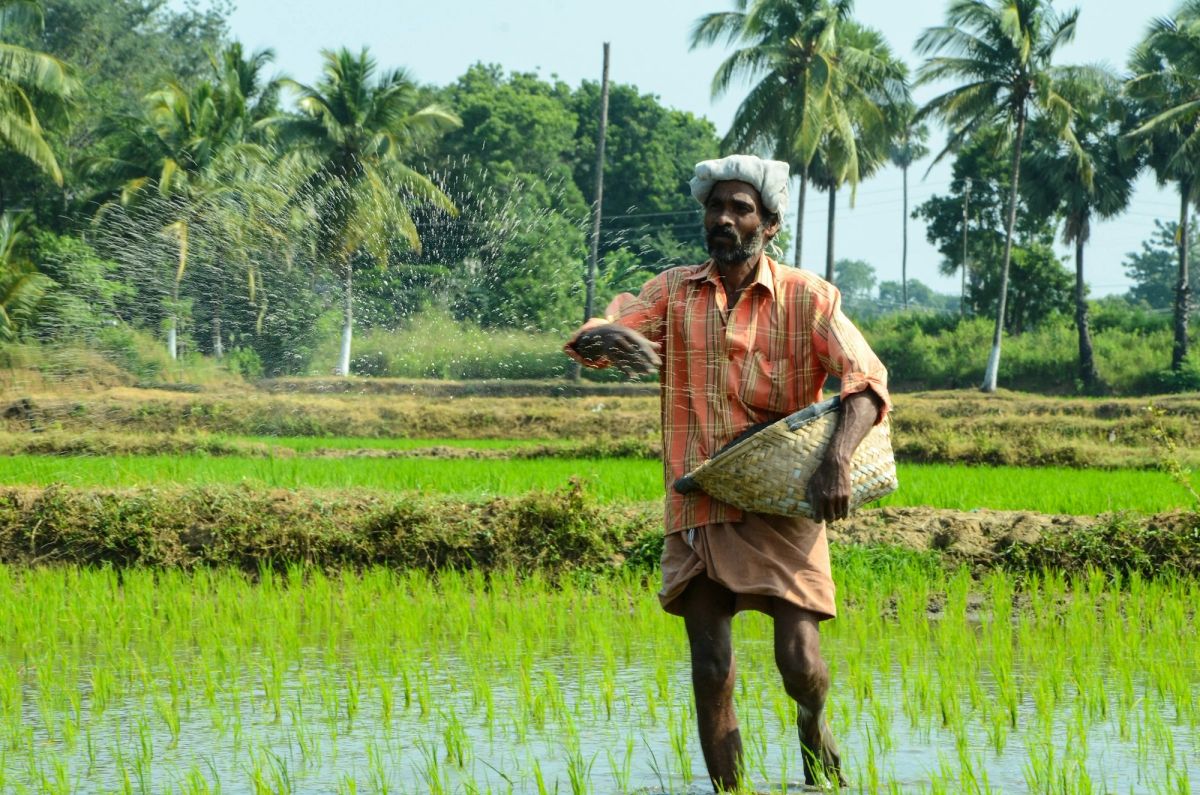 Farmer walking through bright green rice paddies