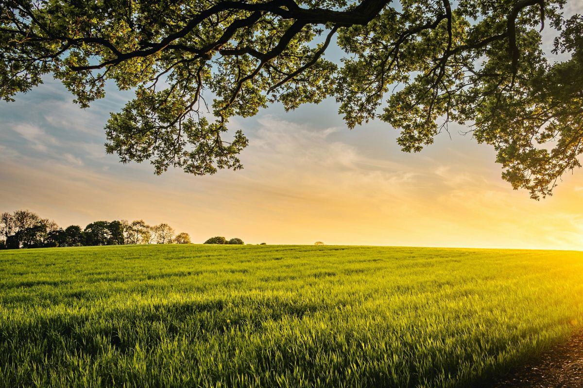Sunlit green field with a tree at golden hour