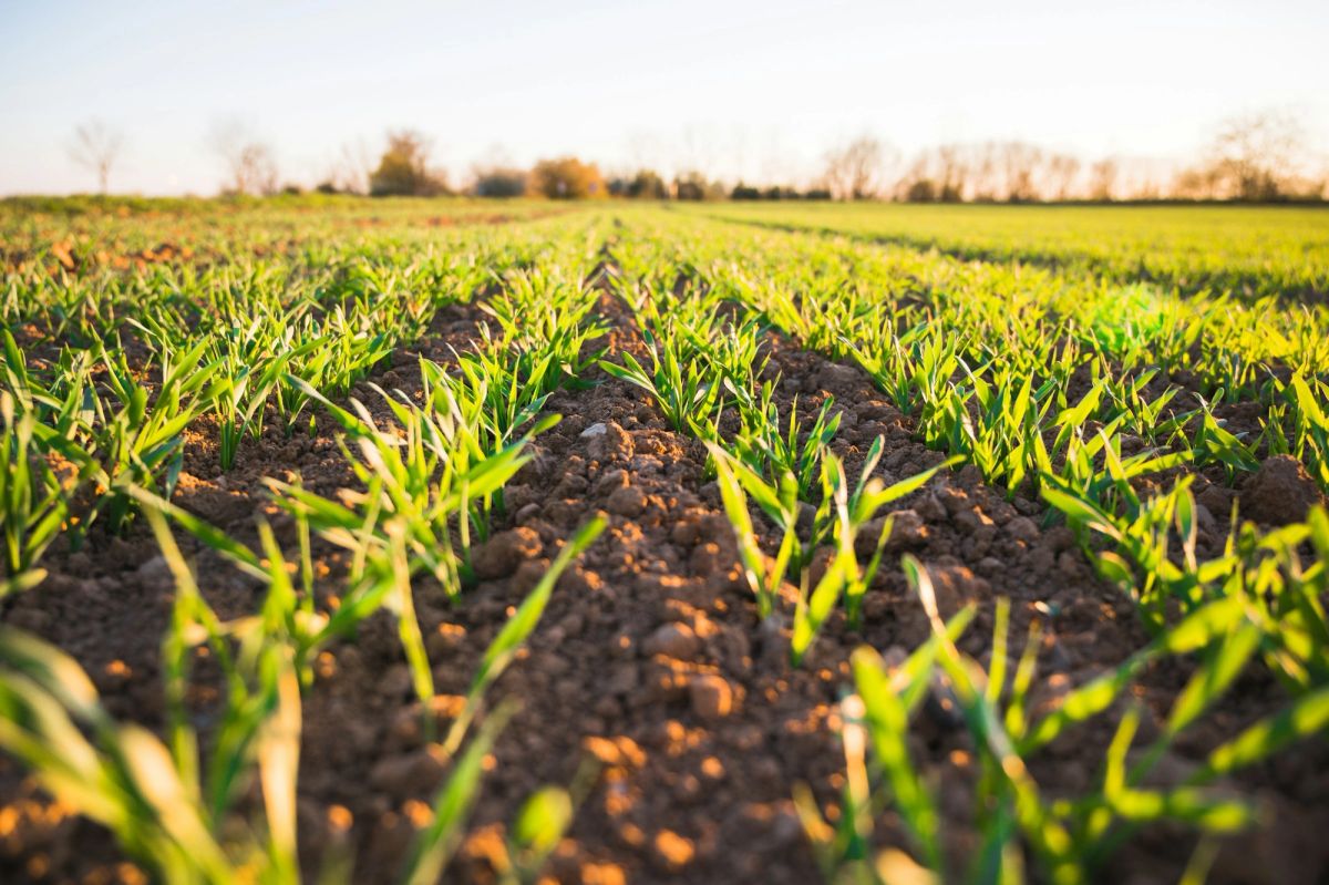 Young green shoots in long rows of soil