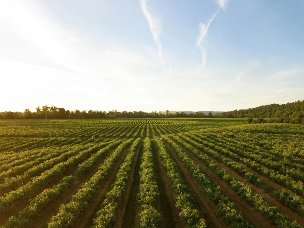 Green crop rows under a wide sky