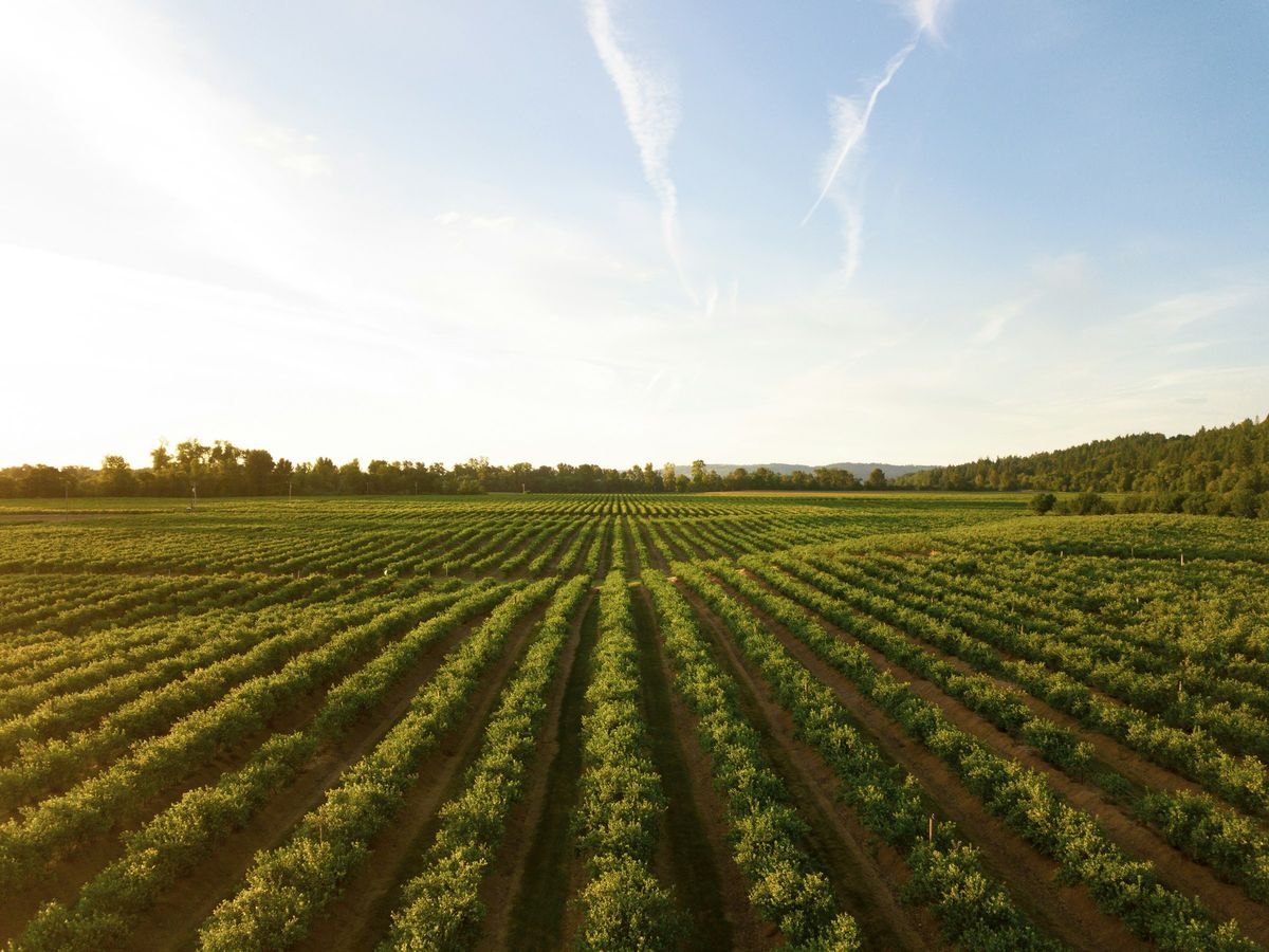 Green crop rows under a wide sky