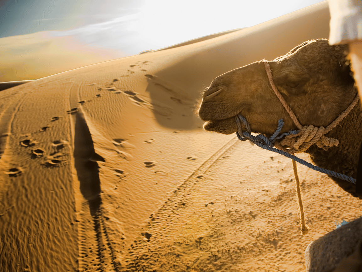 4 Days Morocco Desert Tour from Marrakech