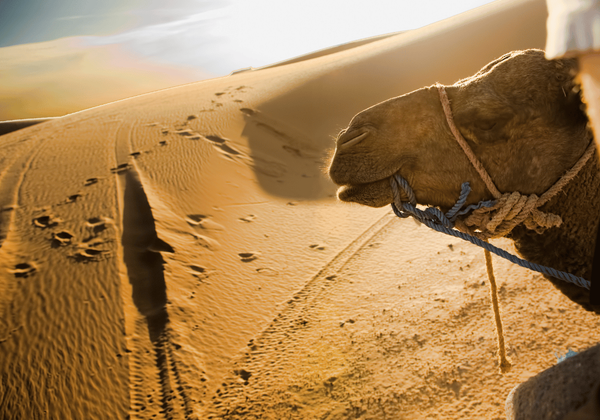 4 Days Morocco Desert Tour from Marrakech