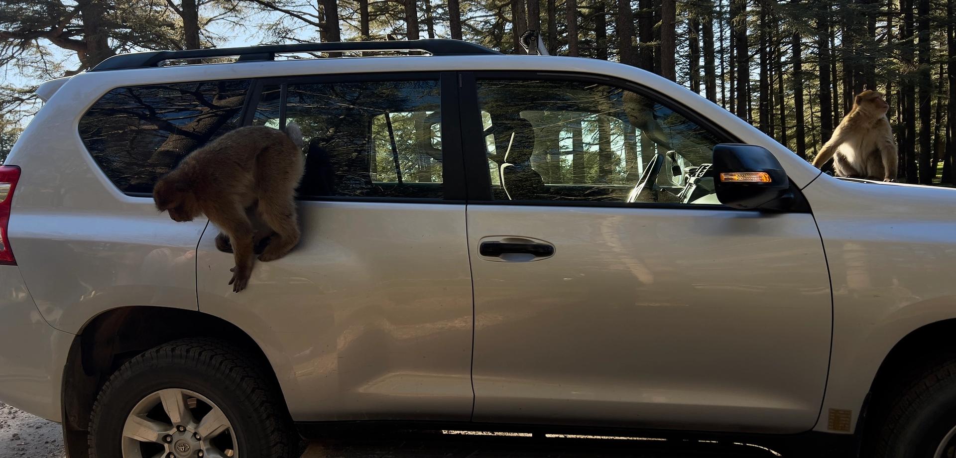 Ifrane & Azrou: Morocco's Little Switzerland and the Barbary Macaques