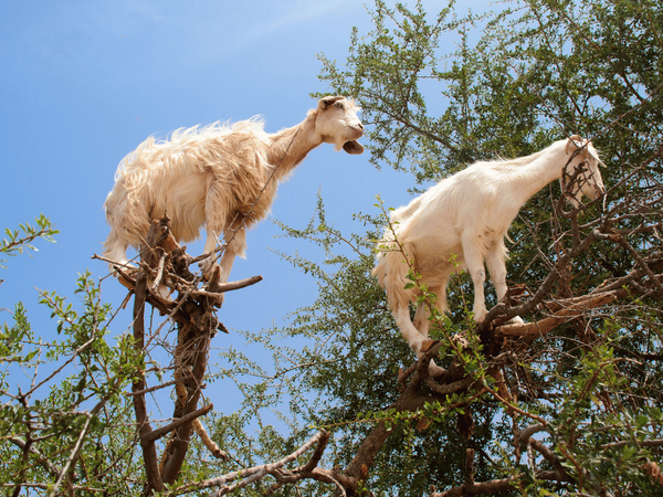 5 Days Desert Tour from Essaouira to Fes