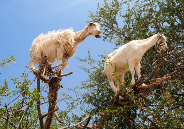 5 Days Desert Tour from Essaouira to Fes