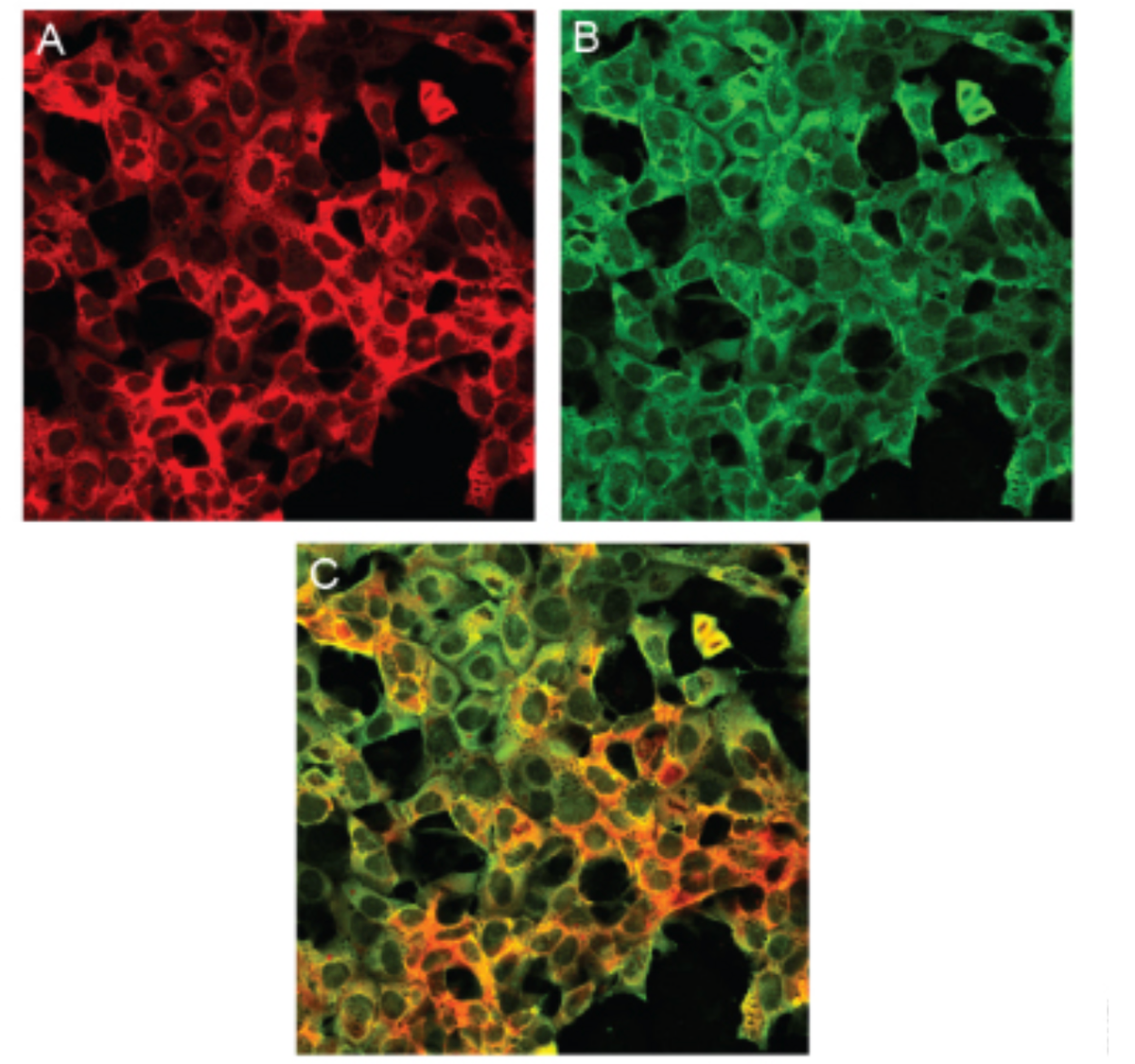 Fluorescent and covalent protein tags visualizing protein localization