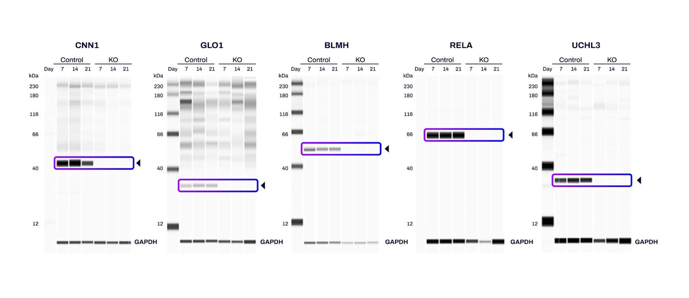Persistent protein depletion in XDel knockout cell pools