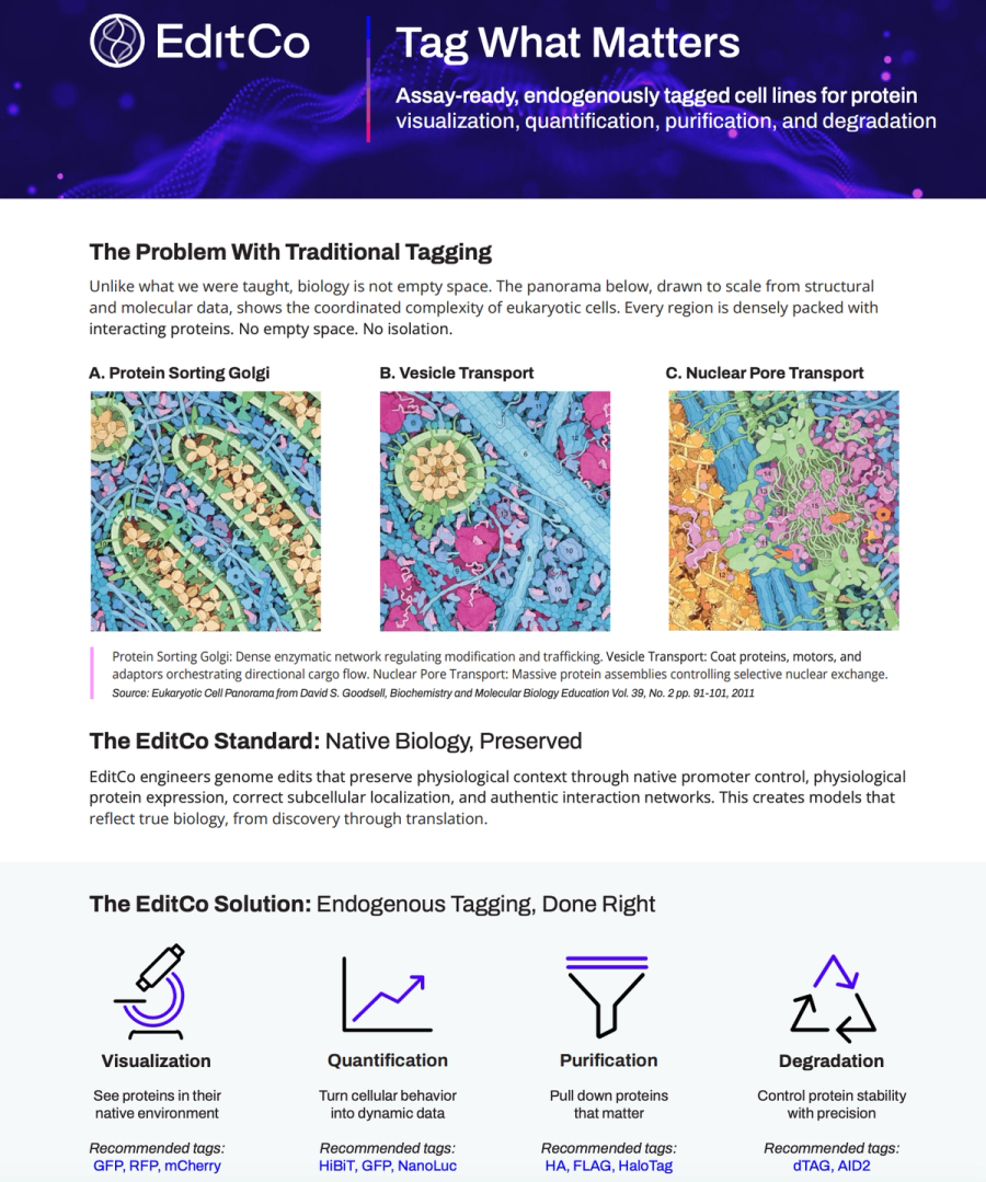 Tag What Matters: Assay-Ready Tagged Cell Line