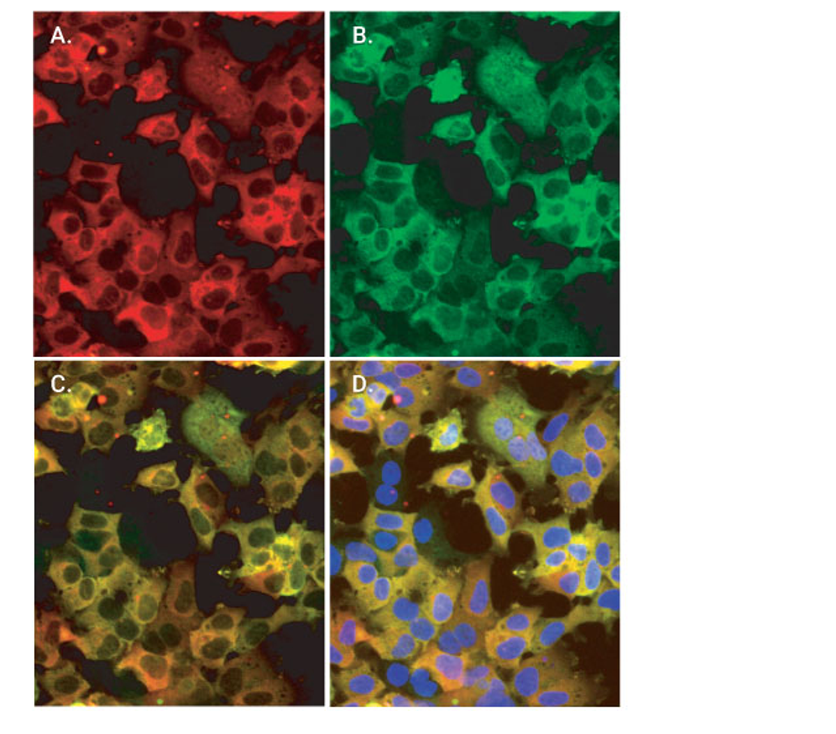 Colabeling of HaloTag-p65 fusion protein with HaloTag TMR ligand and Anti-HaloTag pAb: Panel A HaloTag TMR ligand, Panel B Anti-HaloTag pAb, Panel C merged, Panel D merged with DAPI counterstain