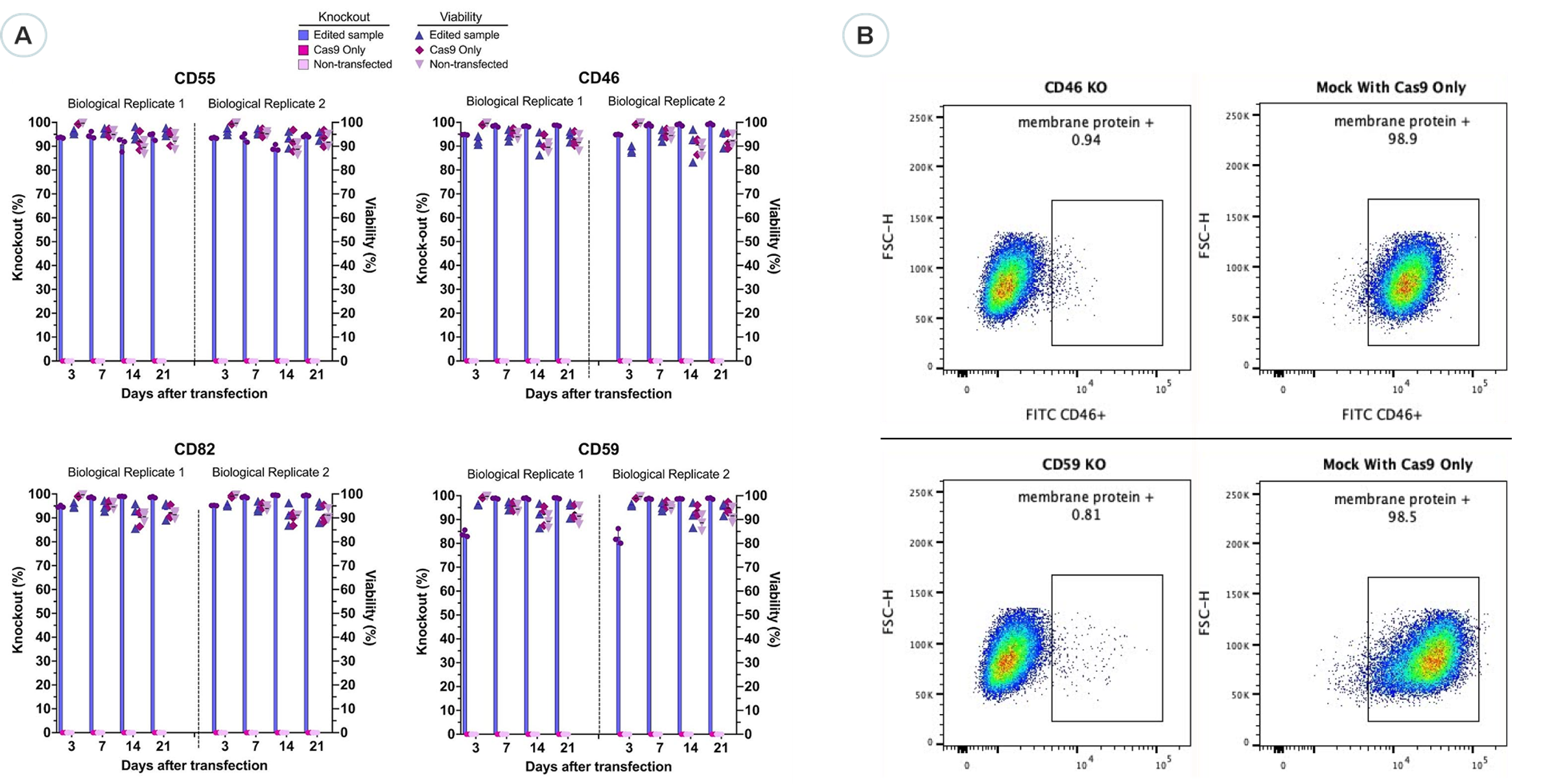 XDel Knockout Cells Enable gene-edited knockout cell pools and clones - Guaranteed and Delivered in 4 Weeks (Pools) or 10 Weeks (Clones)