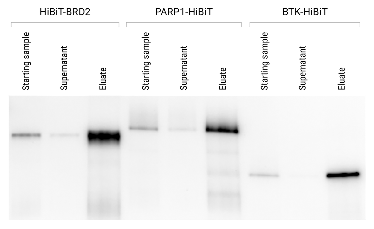 Endogenous HiBiT tagging enabling immunoprecipitation at native levels