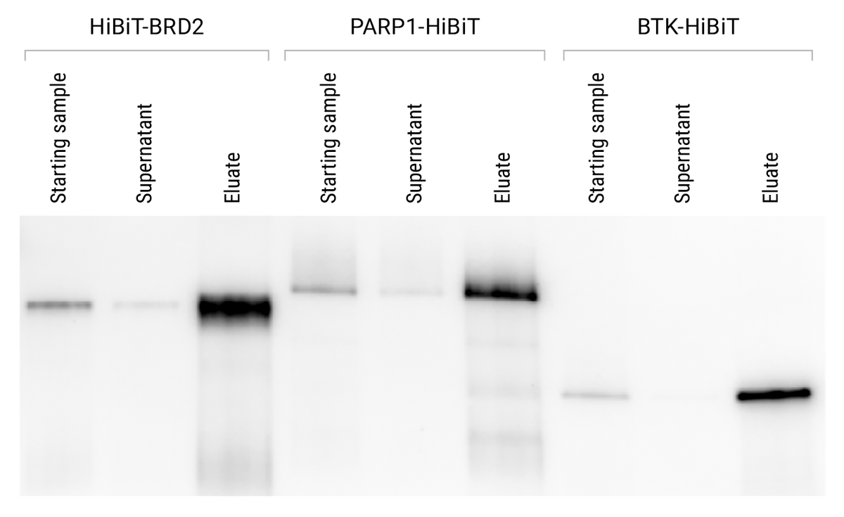 Endogenous HiBiT tagging enabling immunoprecipitation at native levels