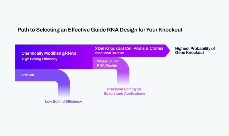 Introducing Cell Editing with XDel CRISPR Technology