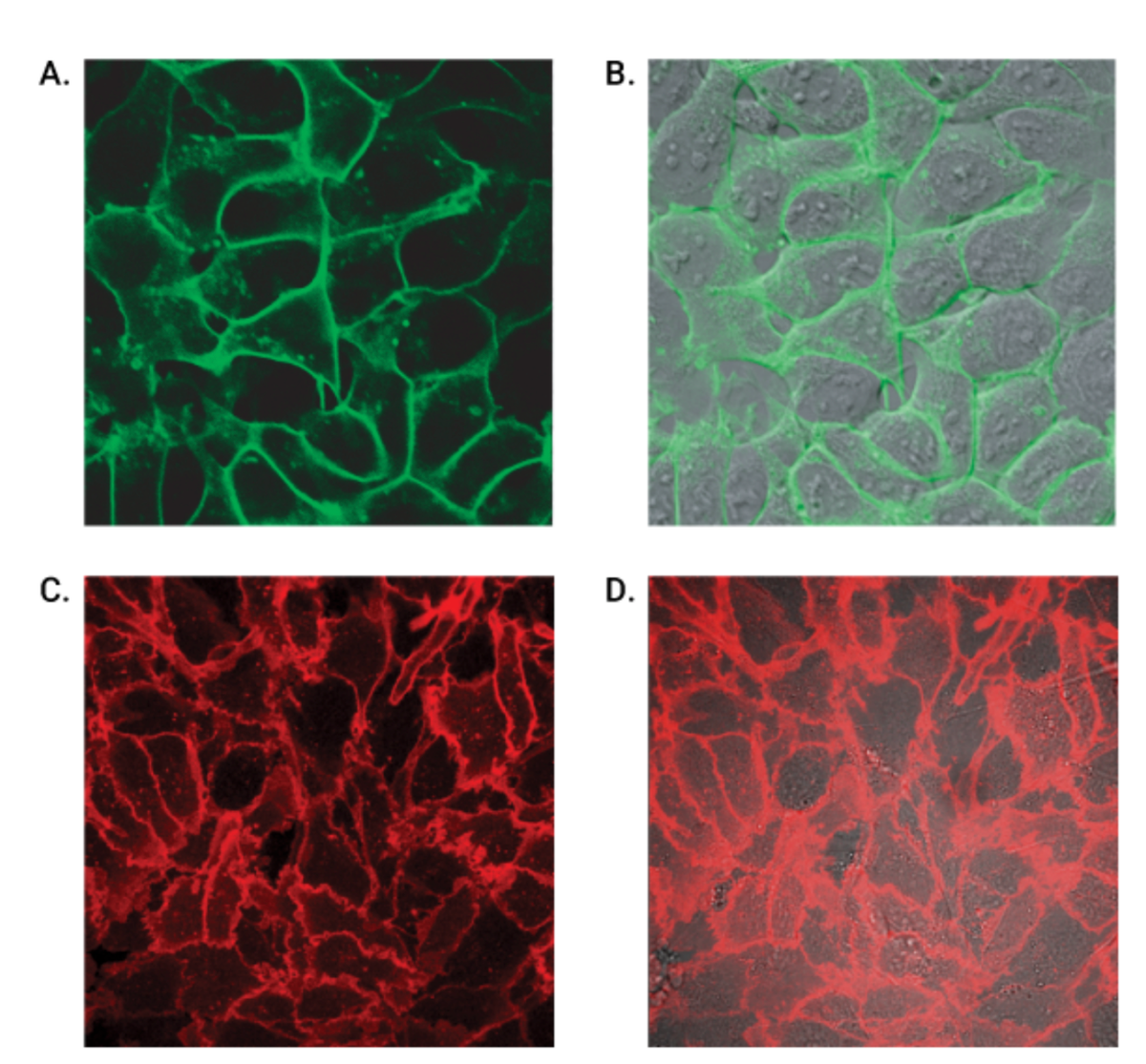 Live-cell labeling of cell surface HaloTag fusion proteins