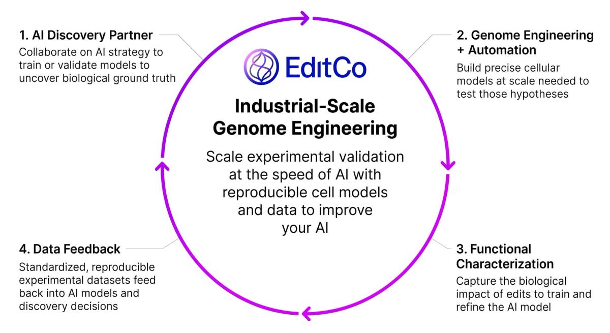 The EditCo discovery flywheel: 1. AI discovery partner, 2. genome engineering and automation, 3. functional characterization, 4. data feedback, around industrial-scale genome engineering