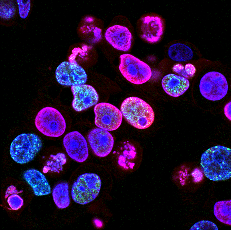 Multi-color fluorescent cells