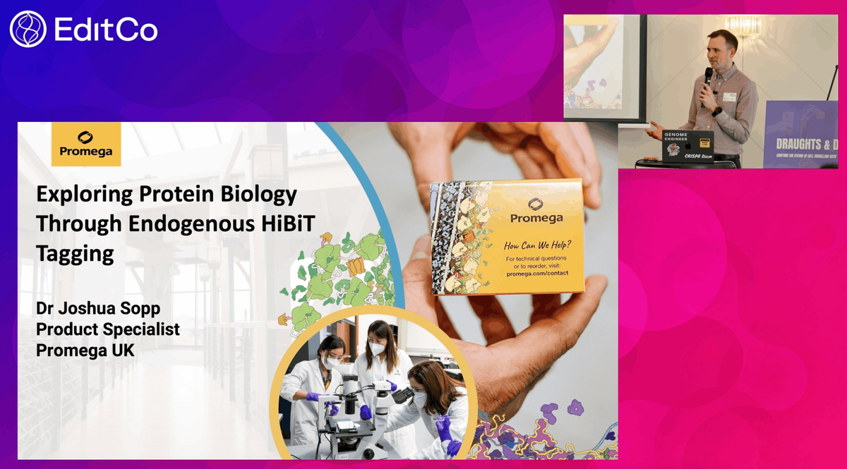 Exploring Protein Biology Through Endogenous HiBiT Tagging