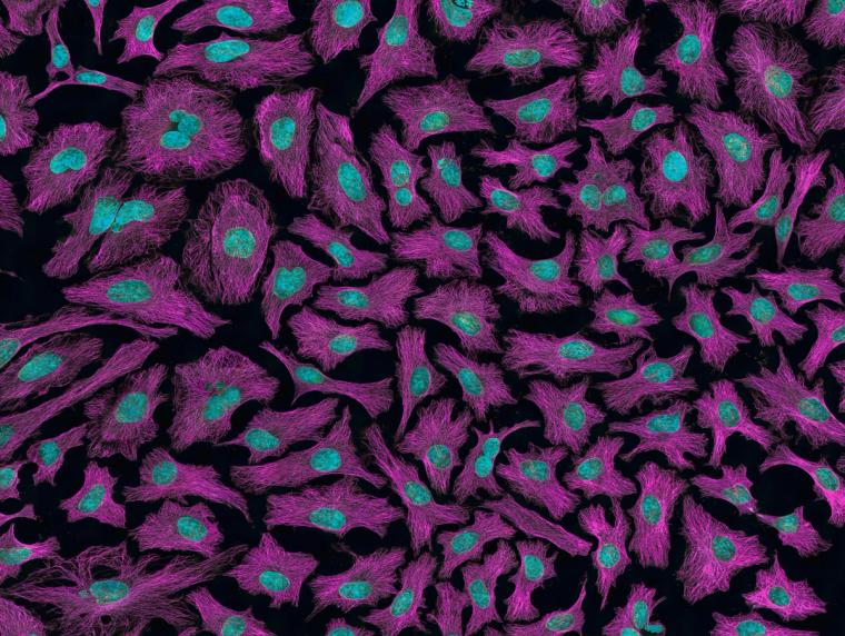 Researcher preparing CRISPR reagents