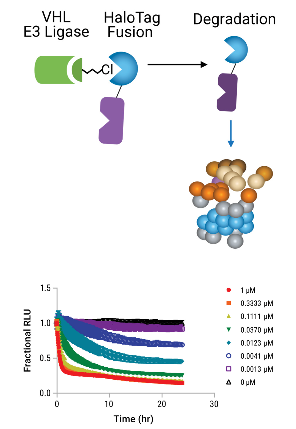 Schematic overview of HaloPROTAC function
