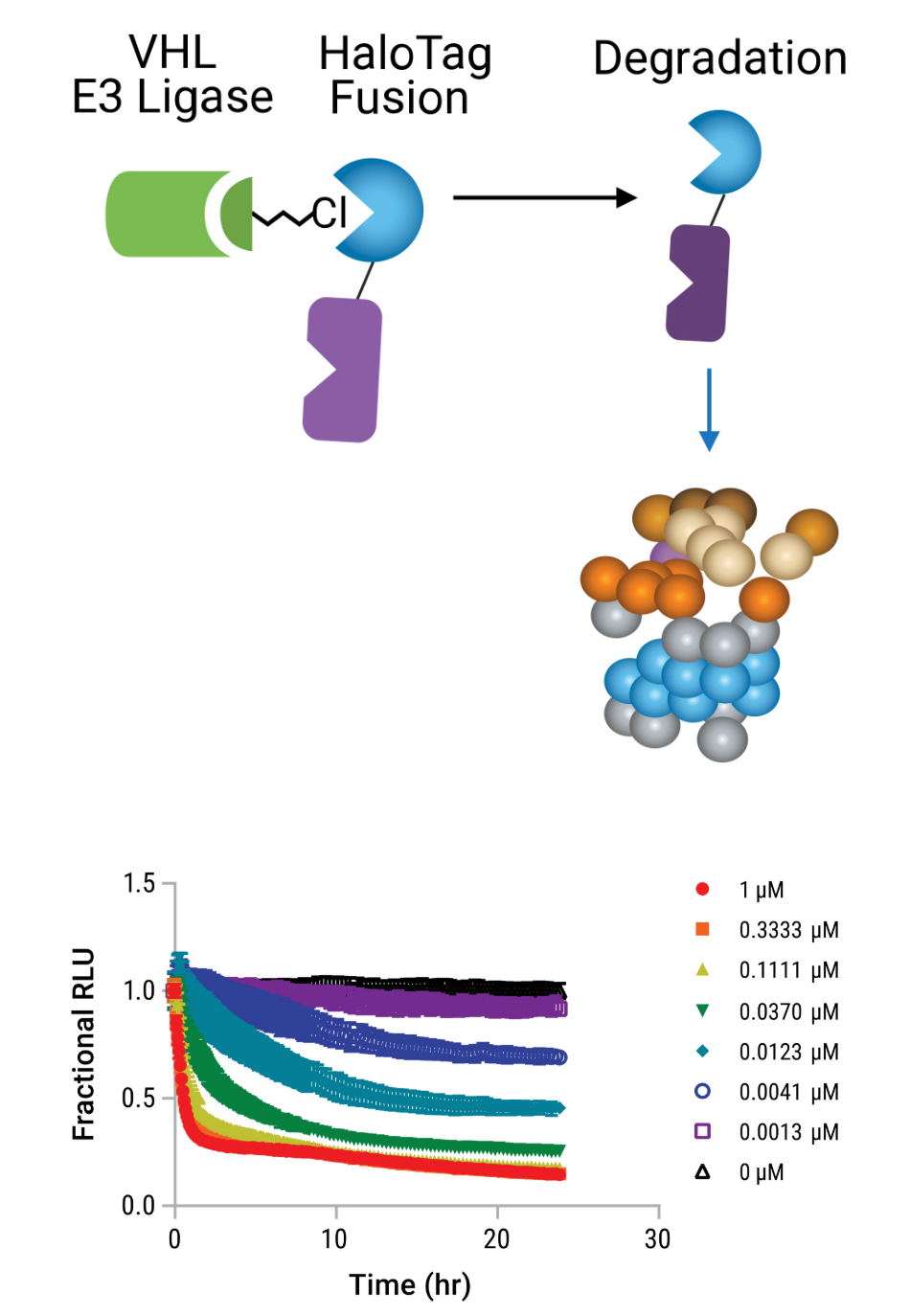 Schematic overview of HaloPROTAC function
