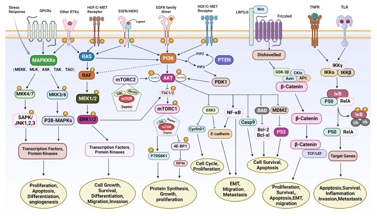 Cancer signaling complex pathways