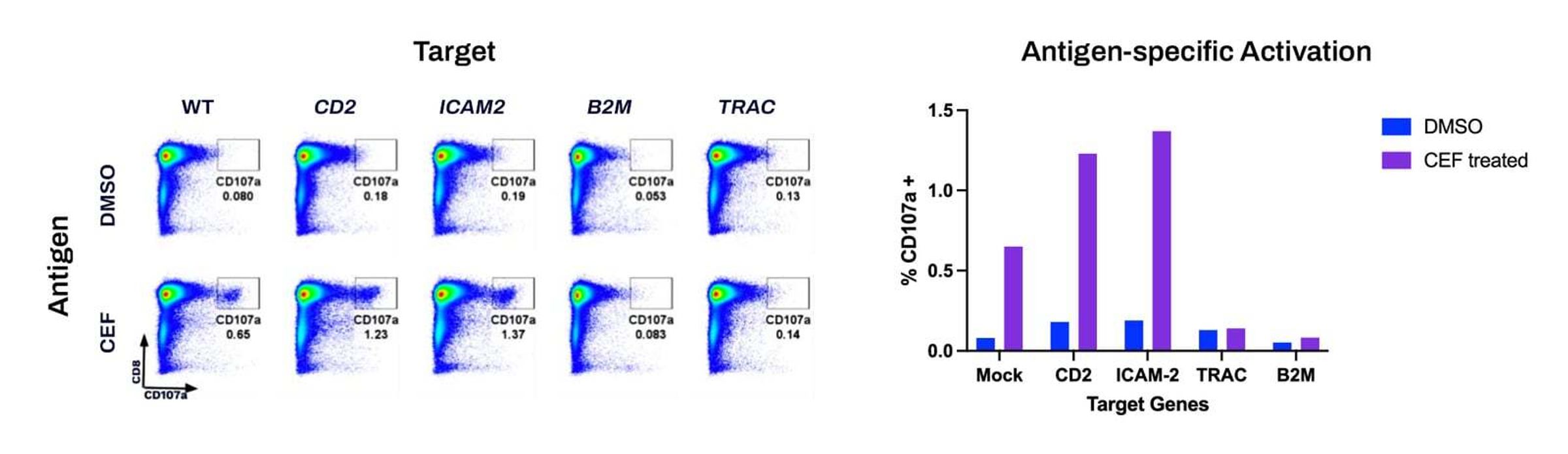 T cell activation measured by CD107a