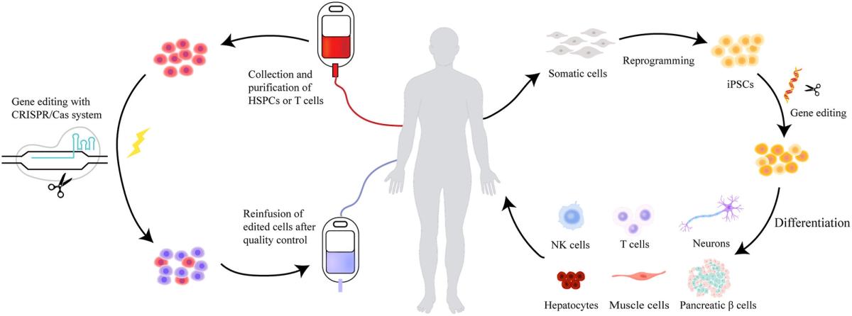 The use of CRISPR in stem cell therapy