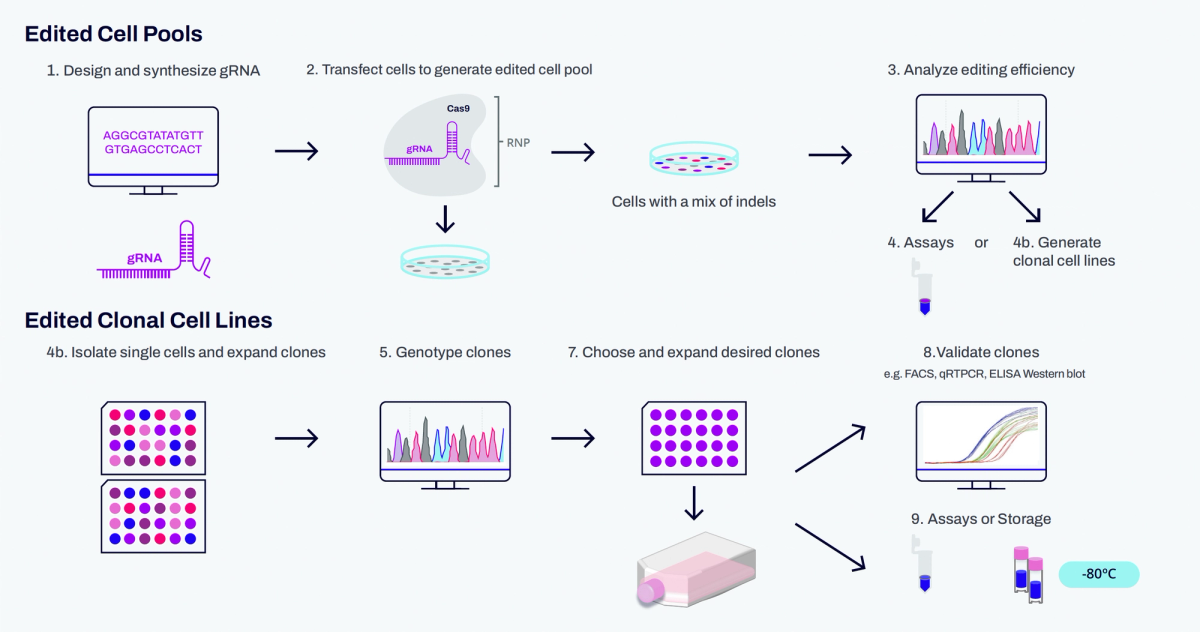 Streamlined workflow for edited cell pools and clonal cell lines