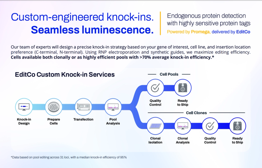 HiBiT flyer: Custom-engineered knock-ins. Seamless luminescence.