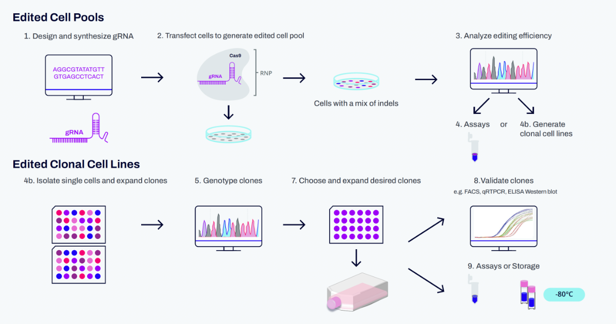 Streamlined editing process of the knockout and knock-in for developmental biology