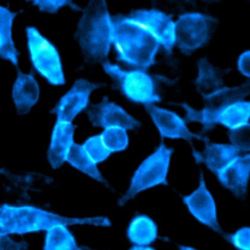 HiBiT-Tagged Knock-In Cells: Choosing the Right Protein Tag for Your Experiment