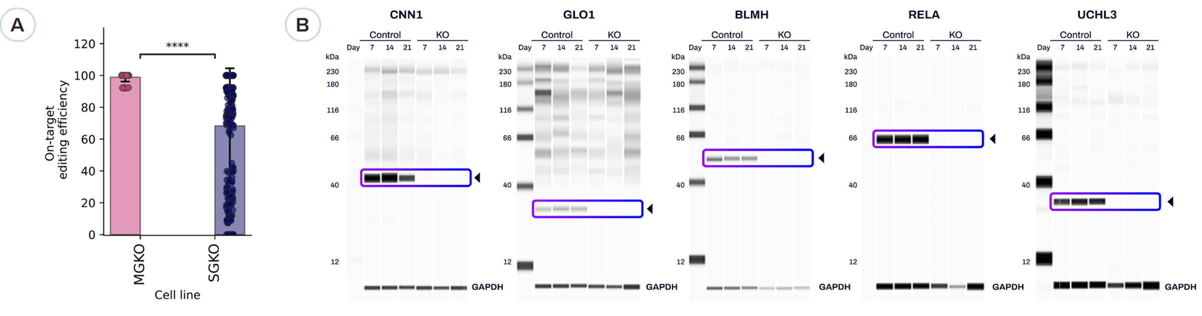 Gene Knockout Kits Provide Superior Editing Efficiency in iPSC, Immortalized, and Primary Cells and Consistent Protein Depletion Using the XDel Design