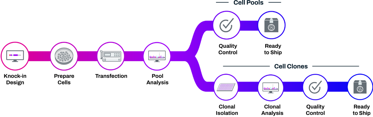 HiBiT knock-in workflow