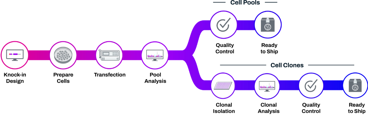HiBiT knock-in workflow