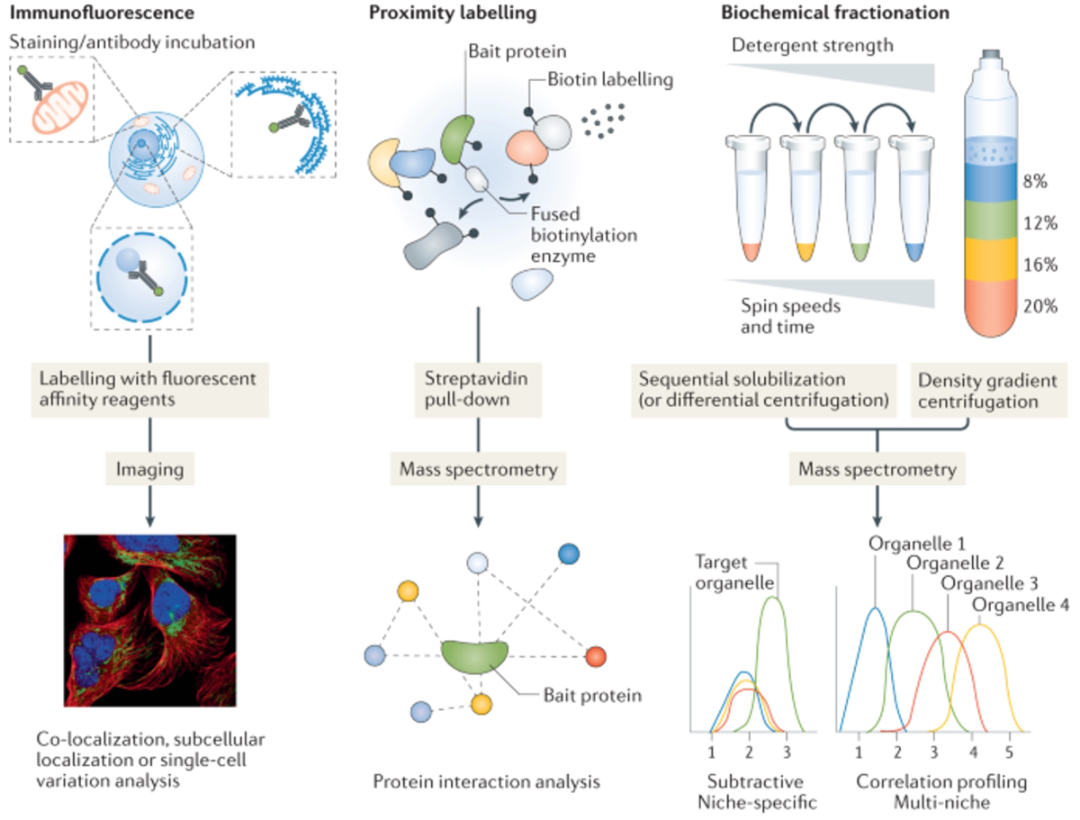 Subcellular proteomics methods
