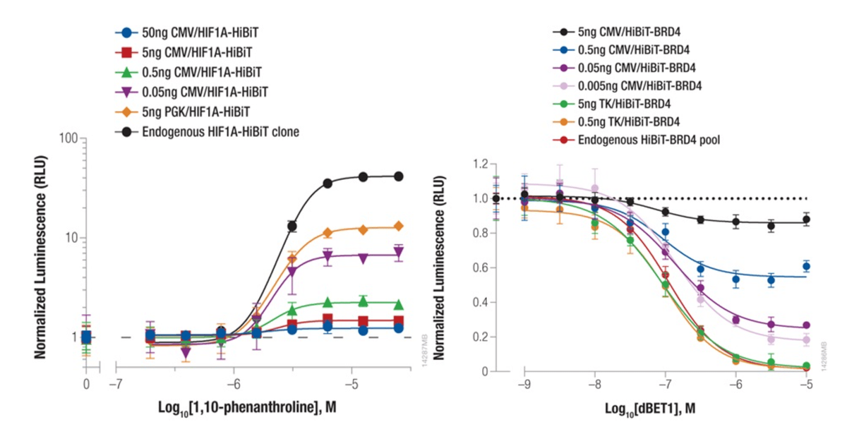 Endogenous HiBiT tagging measuring protein abundance dynamics