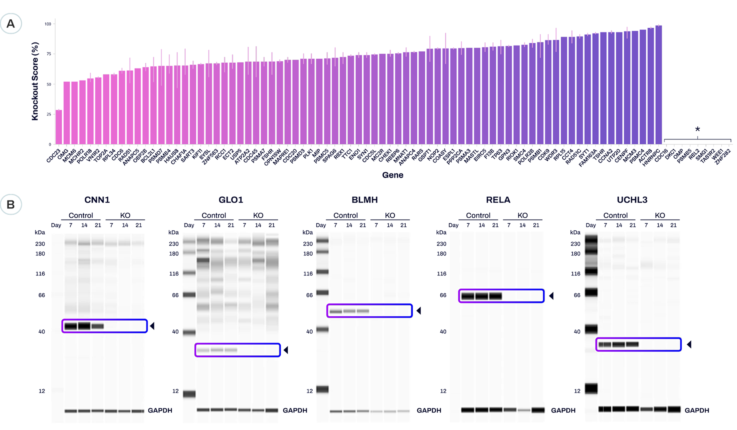 Achieve Robust Genotype and Phenotype Screening Results with XDel Knockout Technology