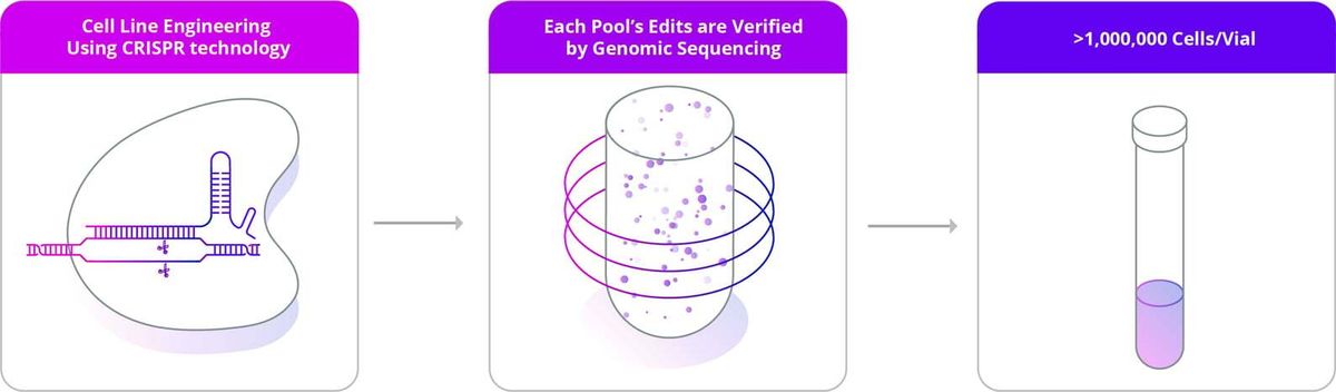EditCo knockout cell pools overview
