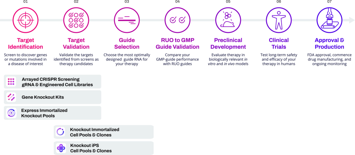 CRISPR reagent process for reliable gene knockouts