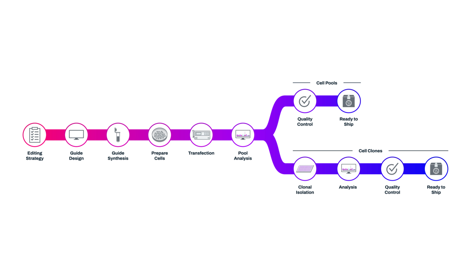 Cell Pools Clones Timeline