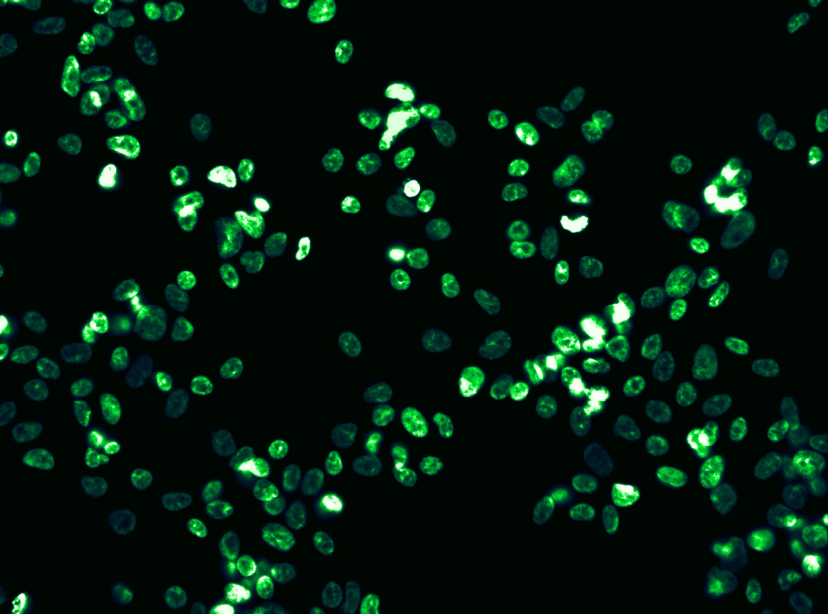 Endogenous protein analysis