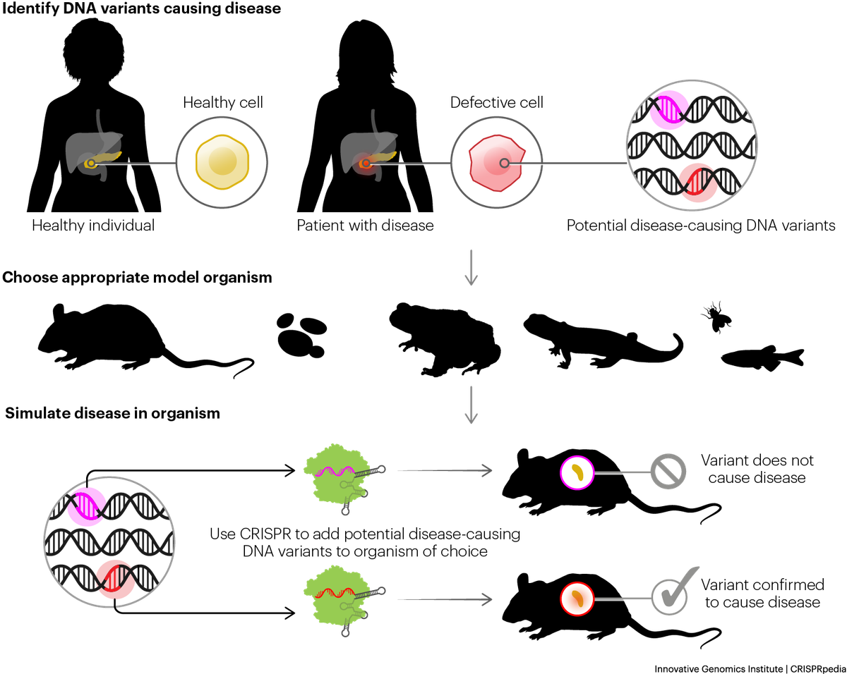 Animal models help researchers understand genetic diseases