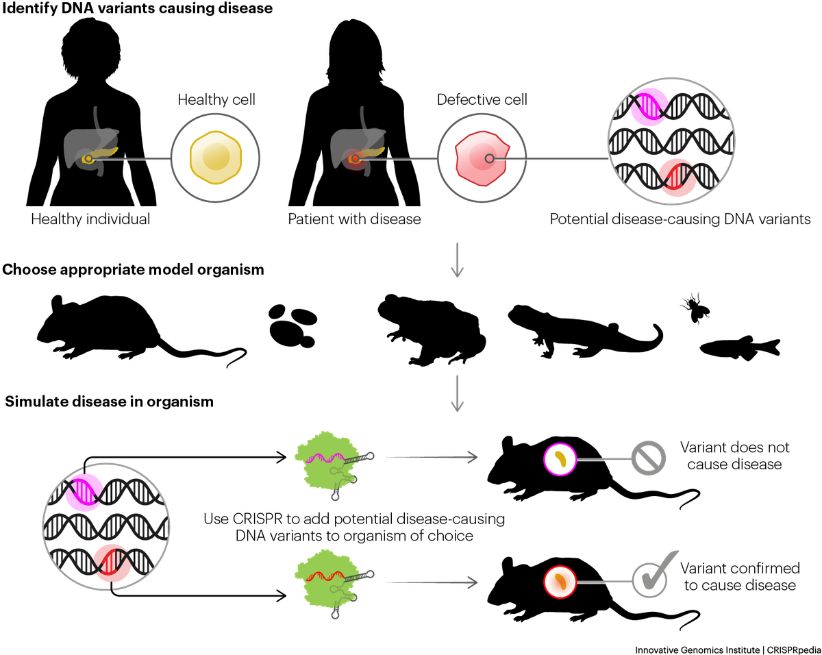 Animal models help researchers understand genetic diseases
