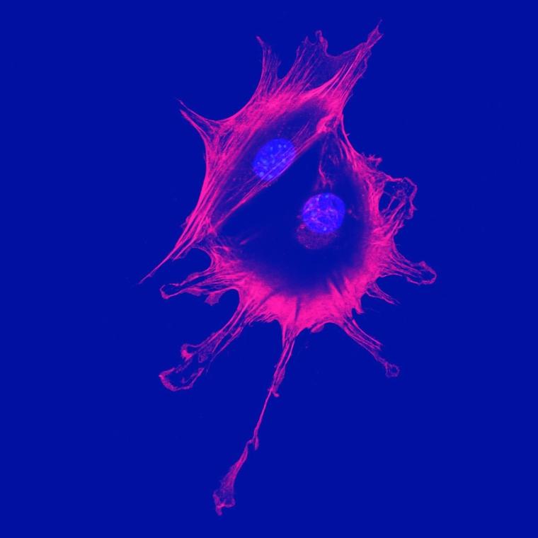 Fluorescent knock-in engineered cell