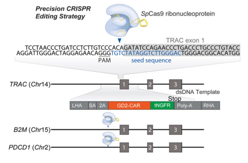 Opening page of the research article “Non-viral expression of chimeric antigen receptors with multiplex gene editing in primary T cells”