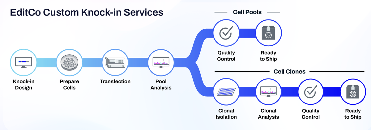EditCo HiBiT CRISPR Knock-in services