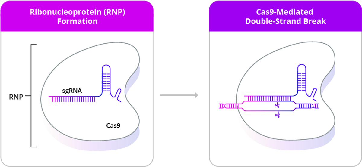Fig 1. Pre-assembled ribonucleoprotein (RNP) complex creates a double-strand break . Unlike traditional plasmid-based approaches, RNP delivery of CRISPR-Cas9 components doesn’t require additional steps within the cell, like transcription and translation, and its transient presence within the cell mi